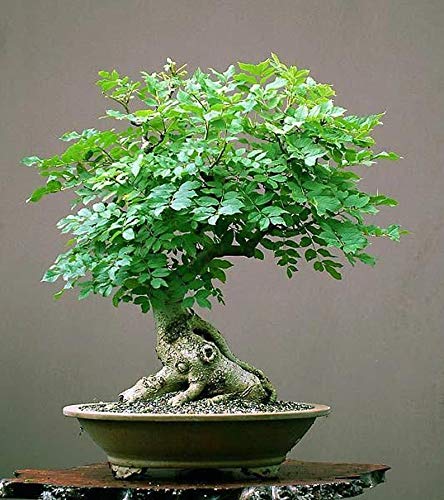 Bonsai Seed Bundle #3 - Japanese Red Maple, Black Cherry, Tree of Life Seeds Bundle Ships from Iowa, USA