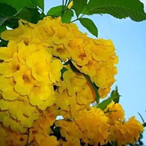 Exotic Yellow Trumpetbush Seeds - 20+ Seeds to Grow - Rare and Exotic Trumpet Bush Seeds