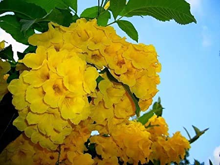 Exotic Yellow Trumpetbush Seeds - 20+ Seeds to Grow - Rare and Exotic Trumpet Bush Seeds