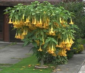 exotic yellow trumpetbush seeds - 20+ seeds to grow - rare and exotic trumpet bush seeds