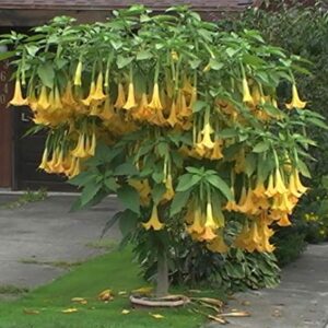 Exotic Yellow Trumpetbush Seeds - 20+ Seeds to Grow - Rare and Exotic Trumpet Bush Seeds