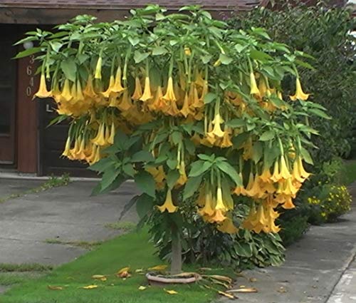 Exotic Yellow Trumpetbush Seeds - 20+ Seeds to Grow - Rare and Exotic Trumpet Bush Seeds