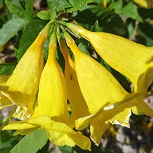 Exotic Yellow Trumpetbush Seeds - 20+ Seeds to Grow - Rare and Exotic Trumpet Bush Seeds