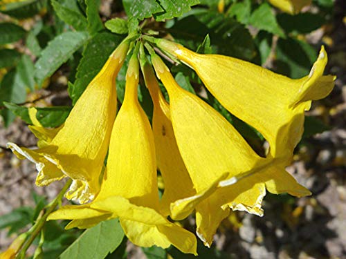 Exotic Yellow Trumpetbush Seeds - 20+ Seeds to Grow - Rare and Exotic Trumpet Bush Seeds