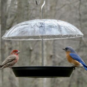 Kingsyard Adjustable Platform Bird Feeder for Outdoors Hanging, Metal Tray Bird Feeder with Dome Top, Attract Bluebirds Cardinals Goldfinches (Black)