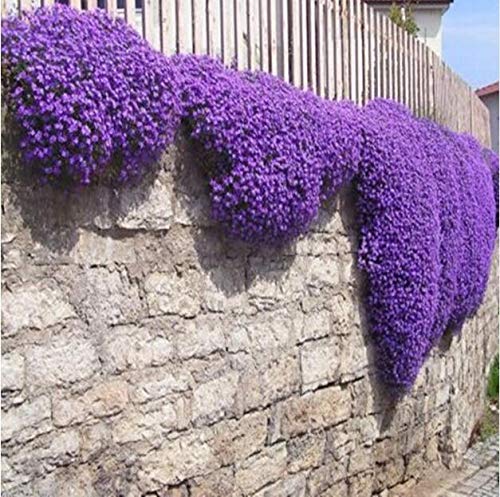 200pcs Creeping Thyme Bonsai, Rare Color Rock CRESS Plant Perennial Ground Cover Flower Natural Growth for Home Garden - (Color: Colour Mix)