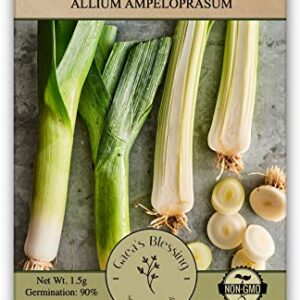 Gaea's Blessing Seeds - Leek Seeds - Non-GMO American Flag Leek Seeds with Easy to Follow Planting Instructions - 90% Germination Rate