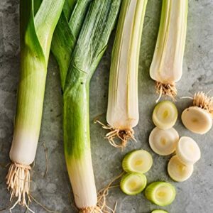 Gaea's Blessing Seeds - Leek Seeds - Non-GMO American Flag Leek Seeds with Easy to Follow Planting Instructions - 90% Germination Rate