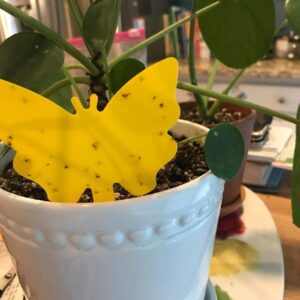 Garsum Sticky Houseplant Traps Sticky Trap Yellow Sticky Bug Traps for Indoor/Outdoor Use