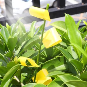 Garsum Sticky Houseplant Traps Sticky Trap Yellow Sticky Bug Traps for Indoor/Outdoor Use
