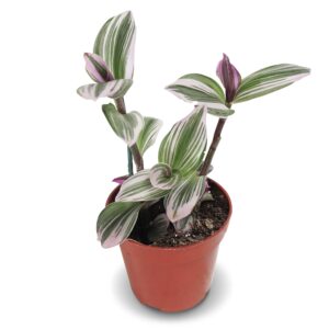 california tropicals pink tradescantia - rare nanouk - live houseplant potted in soil with rooted leaves - easy care indoor outdoor plant, mini tiny tropical plant garden, 4 inch pot