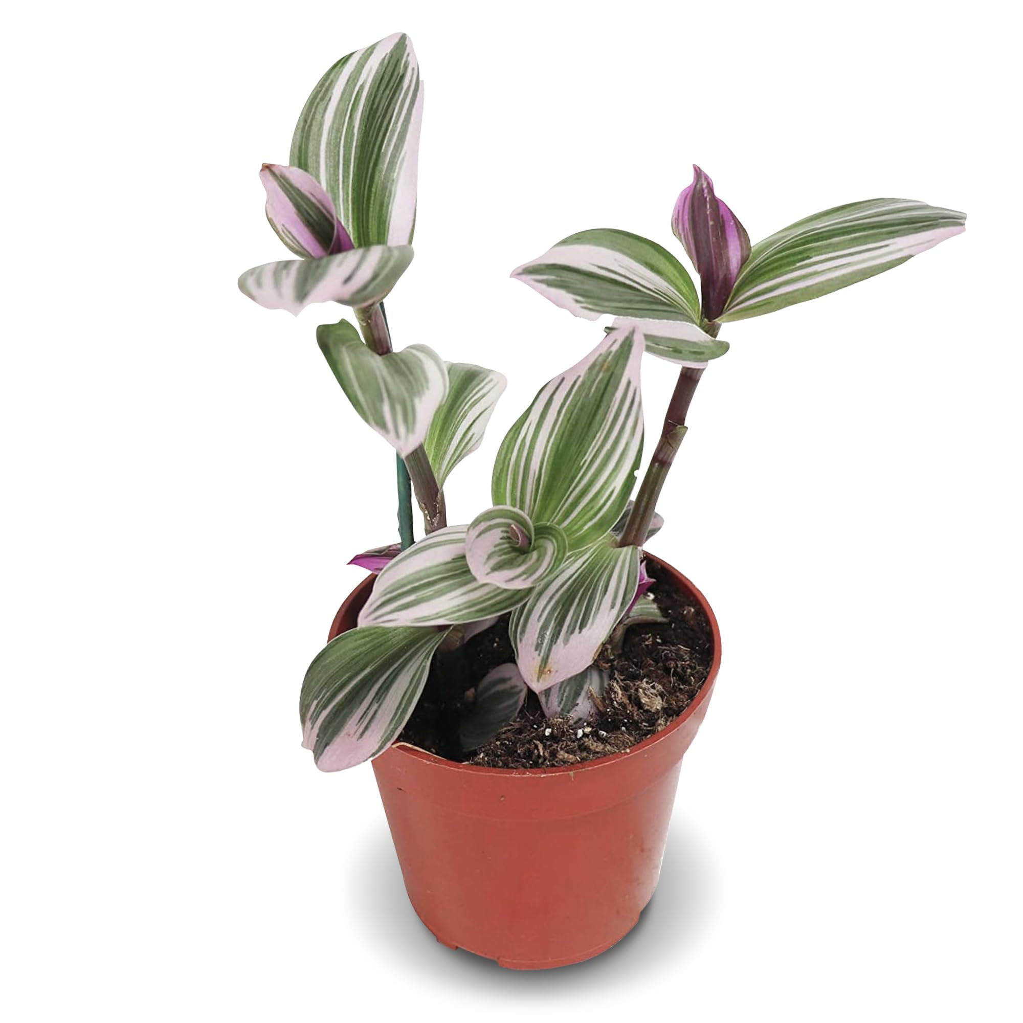 California Tropicals Pink Tradescantia - Rare Nanouk - Live Houseplant Potted in Soil with Rooted Leaves - Easy Care Indoor Outdoor Plant, Mini Tiny Tropical Plant Garden, 4 inch Pot