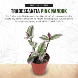 California Tropicals Pink Tradescantia - Rare Nanouk - Live Houseplant Potted in Soil with Rooted Leaves - Easy Care Indoor Outdoor Plant, Mini Tiny Tropical Plant Garden, 4 inch Pot