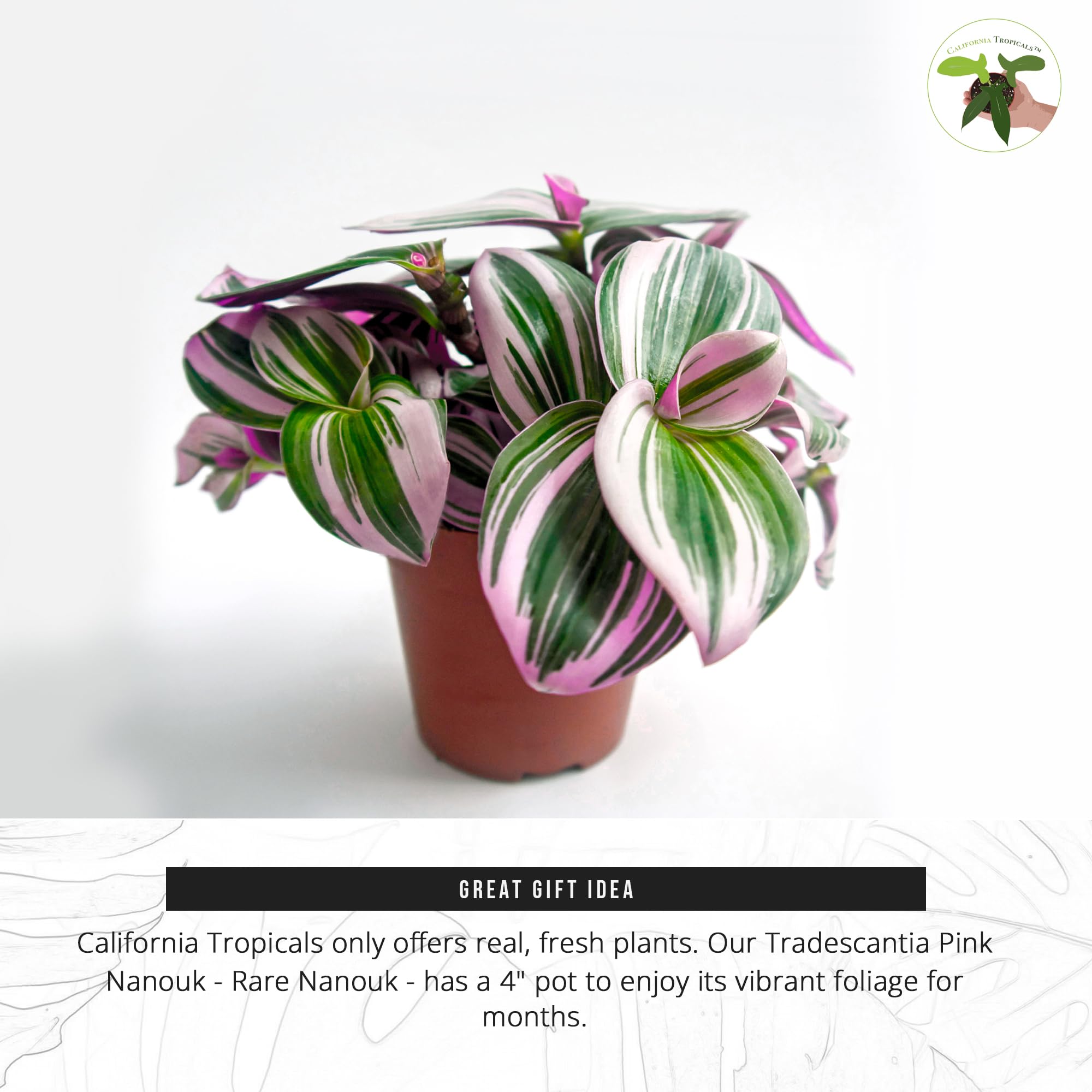 California Tropicals Pink Tradescantia - Rare Nanouk - Live Houseplant Potted in Soil with Rooted Leaves - Easy Care Indoor Outdoor Plant, Mini Tiny Tropical Plant Garden, 4 inch Pot