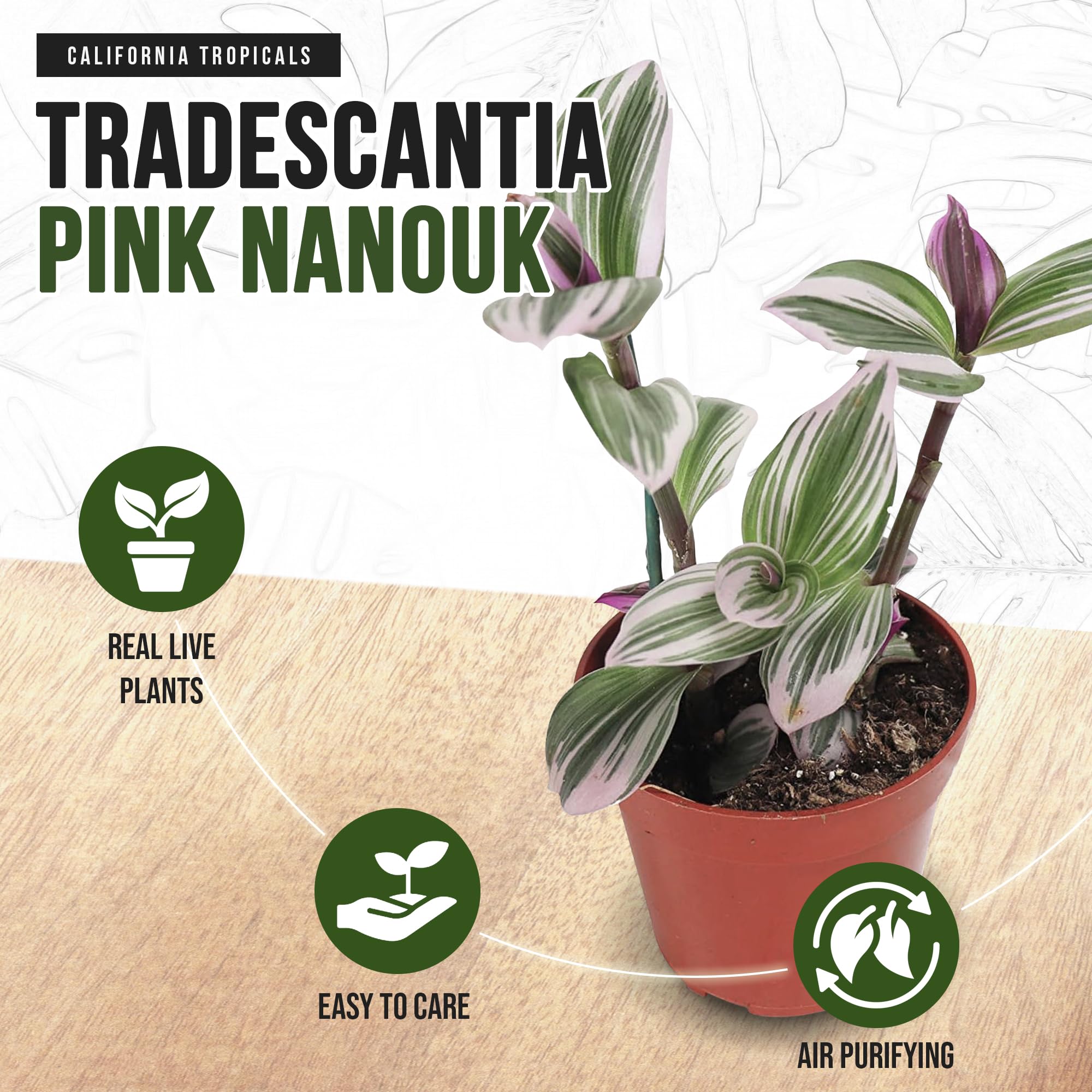 California Tropicals Pink Tradescantia - Rare Nanouk - Live Houseplant Potted in Soil with Rooted Leaves - Easy Care Indoor Outdoor Plant, Mini Tiny Tropical Plant Garden, 4 inch Pot