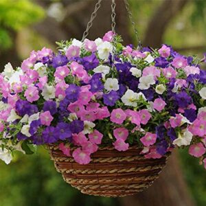 100+ Mixed Petunia Climbing Flower Seeds Plants Garden Bonsai Perennial Flowers