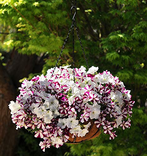 100+ Mixed Petunia Climbing Flower Seeds Plants Garden Bonsai Perennial Flowers