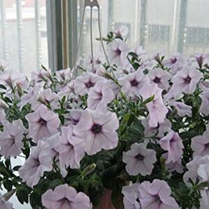 100+ Mixed Petunia Climbing Flower Seeds Plants Garden Bonsai Perennial Flowers