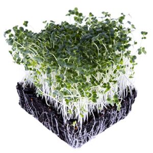 Broccoli Trio Sprouting & Microgreen Mix | Contains 3 Heirloom, Non GMO Broccoli Sprouting Seed Varieties for Broccoli Sprouts & Microgreens | 1 LB Resealable Bag | Rainbow Heirloom Seed Co.