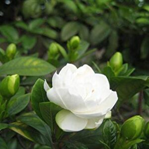100+ Cape Jasmine Seeds White Jasmine Bonsai Plants Flowers Home Garden