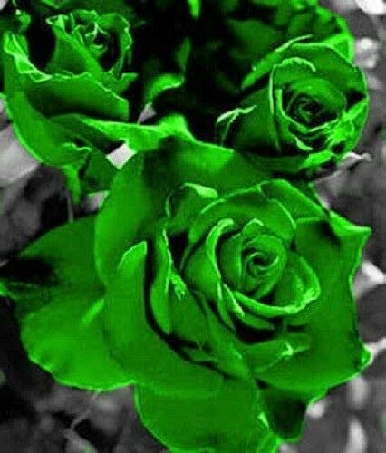 20+ Green Rose Rosa Flowers Seeds Bush Shrub Perennial Flower