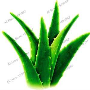 Dichondra Fresh 100pcs Edible Aloe Vera Plant Seeds for Planting Green 3