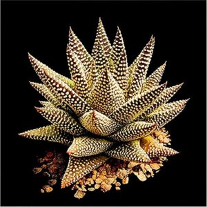 Dichondra Fresh 100pcs Edible Aloe Vera Plant Seeds for Planting Green 3