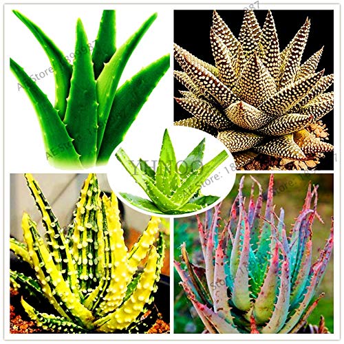 Dichondra Fresh 100pcs Edible Aloe Vera Plant Seeds for Planting Green 3