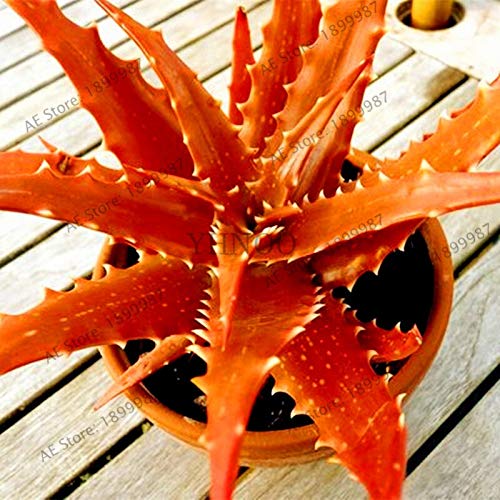 Dichondra Fresh 100pcs Edible Aloe Vera Plant Seeds for Planting Orange