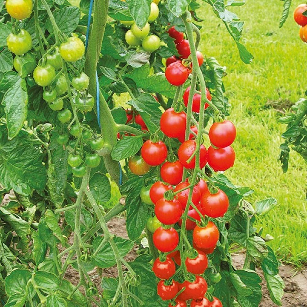 Sweetie Tomato Seeds - 25 Count Seed Pack - Non-GMO - A Prolific Variety That Produces an Abundance of Super Sweet, Small Cherry-Sized Tomatoes. - Country Creek Acres