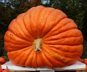 canailles, 10-pack atlantic giant pumpkin seeds, huge pumpkins start here, made in the usa