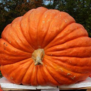 Canailles, 10-Pack Atlantic Giant Pumpkin Seeds, Huge Pumpkins Start Here, Made in The USA