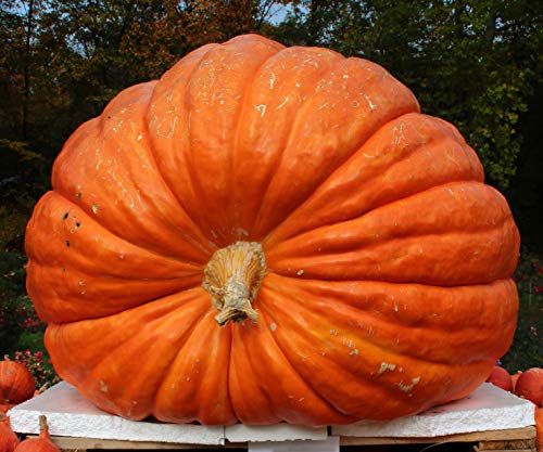 Canailles, 10-Pack Atlantic Giant Pumpkin Seeds, Huge Pumpkins Start Here, Made in The USA