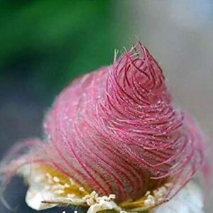 25 Prairie Smoke Seeds | Ships from Iowa. Rare and Hard to Find Geum triflorum Seeds - Native Wildflower