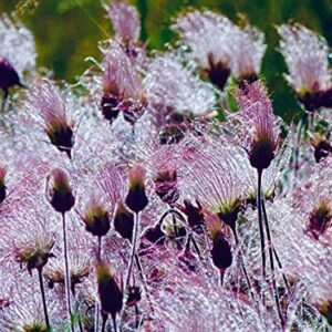 25 Prairie Smoke Seeds | Ships from Iowa. Rare and Hard to Find Geum triflorum Seeds - Native Wildflower