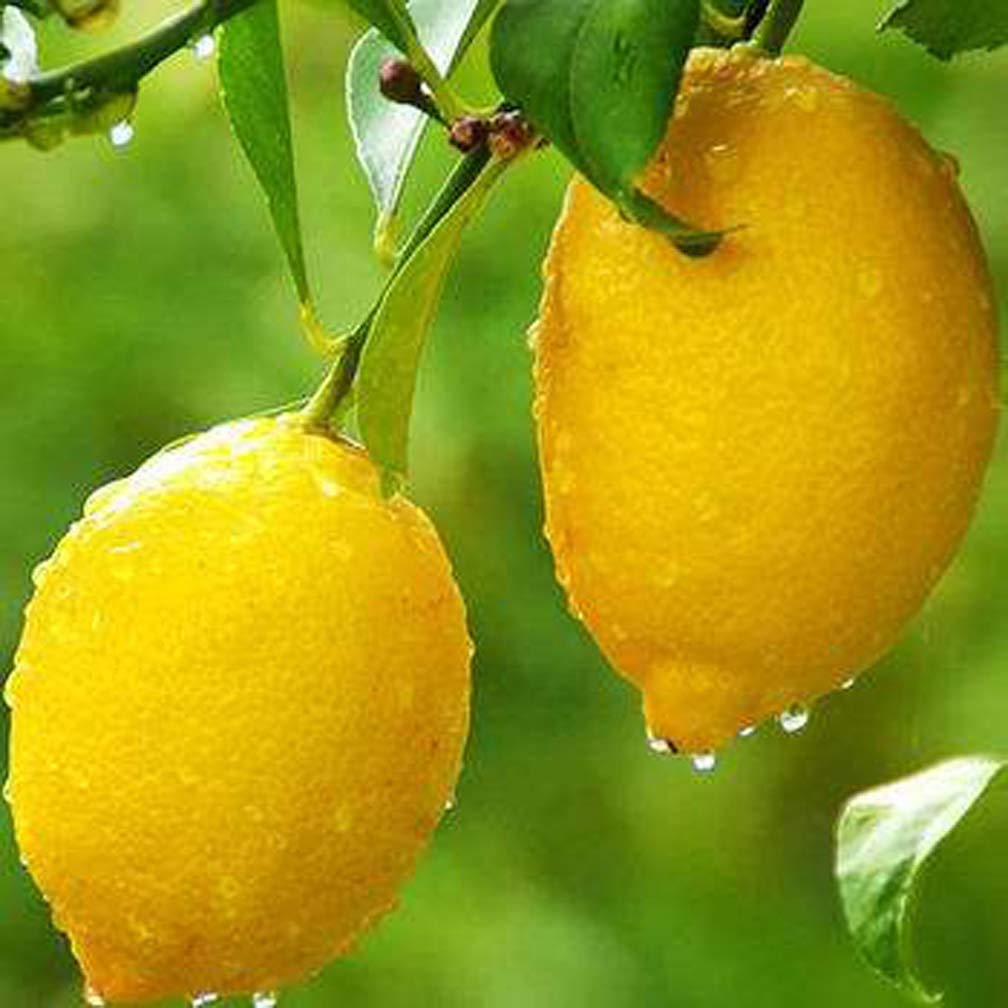 20 Seeds of Meyer Lemon Tree Seeds Rare Fruit Seeds Home Garden Plant DIY Bonsai…