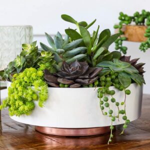 The HC Companies 6 Inch Round Capri Succulent Pot - Decorative Indoor Plastic Planter with Drainage, Vanilla Bisque