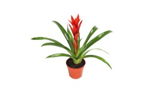 red bromeliad -4'' from california tropicals