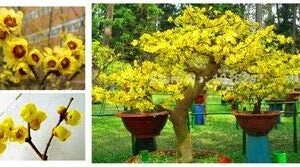 Wintersweet Bonsai Tree Seeds - Chimonanthus praecox 10 Seeds - Ships from Iowa, USA