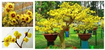 Wintersweet Bonsai Tree Seeds - Chimonanthus praecox 10 Seeds - Ships from Iowa, USA