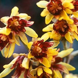 Wintersweet Bonsai Tree Seeds - Chimonanthus praecox 10 Seeds - Ships from Iowa, USA