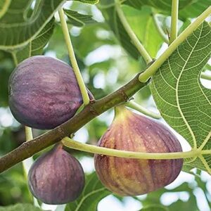 Shrub Black Mission, 1 Gallon, Lush Green Foliage with Deep Purple Figs