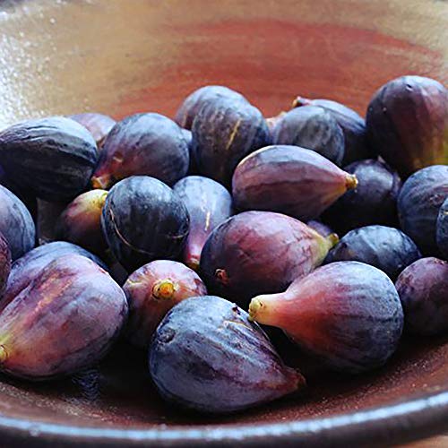 Shrub Black Mission, 1 Gallon, Lush Green Foliage with Deep Purple Figs