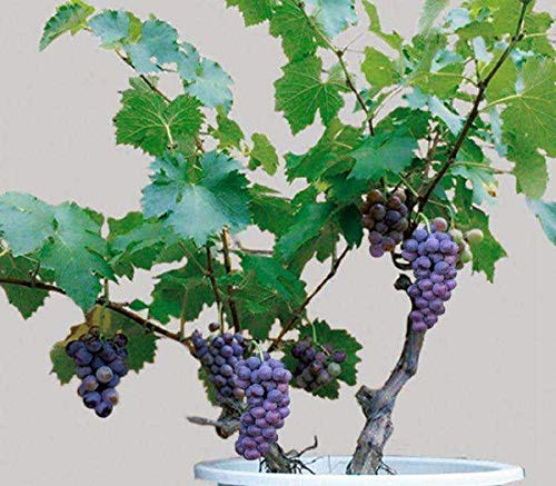 zellajake 30pcs Grape Vine Seeds Sweet Fruit Seed Succulent Plants Indoor Bonsai