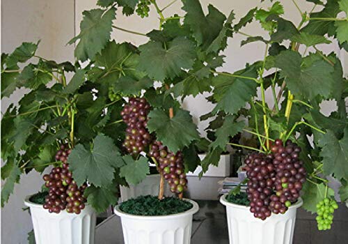 zellajake 30pcs Grape Vine Seeds Sweet Fruit Seed Succulent Plants Indoor Bonsai