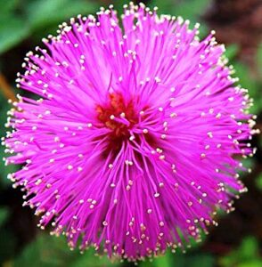 nika seeds - flowers sensitive plant pink (mimosa) - 25 seeds