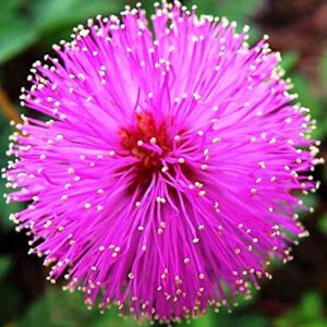 NIKA SEEDS - Flowers Sensitive Plant Pink (Mimosa) - 25 Seeds