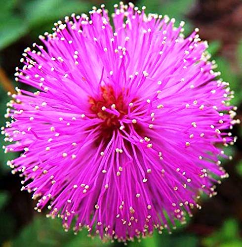 NIKA SEEDS - Flowers Sensitive Plant Pink (Mimosa) - 25 Seeds