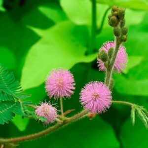 NIKA SEEDS - Flowers Sensitive Plant Pink (Mimosa) - 25 Seeds