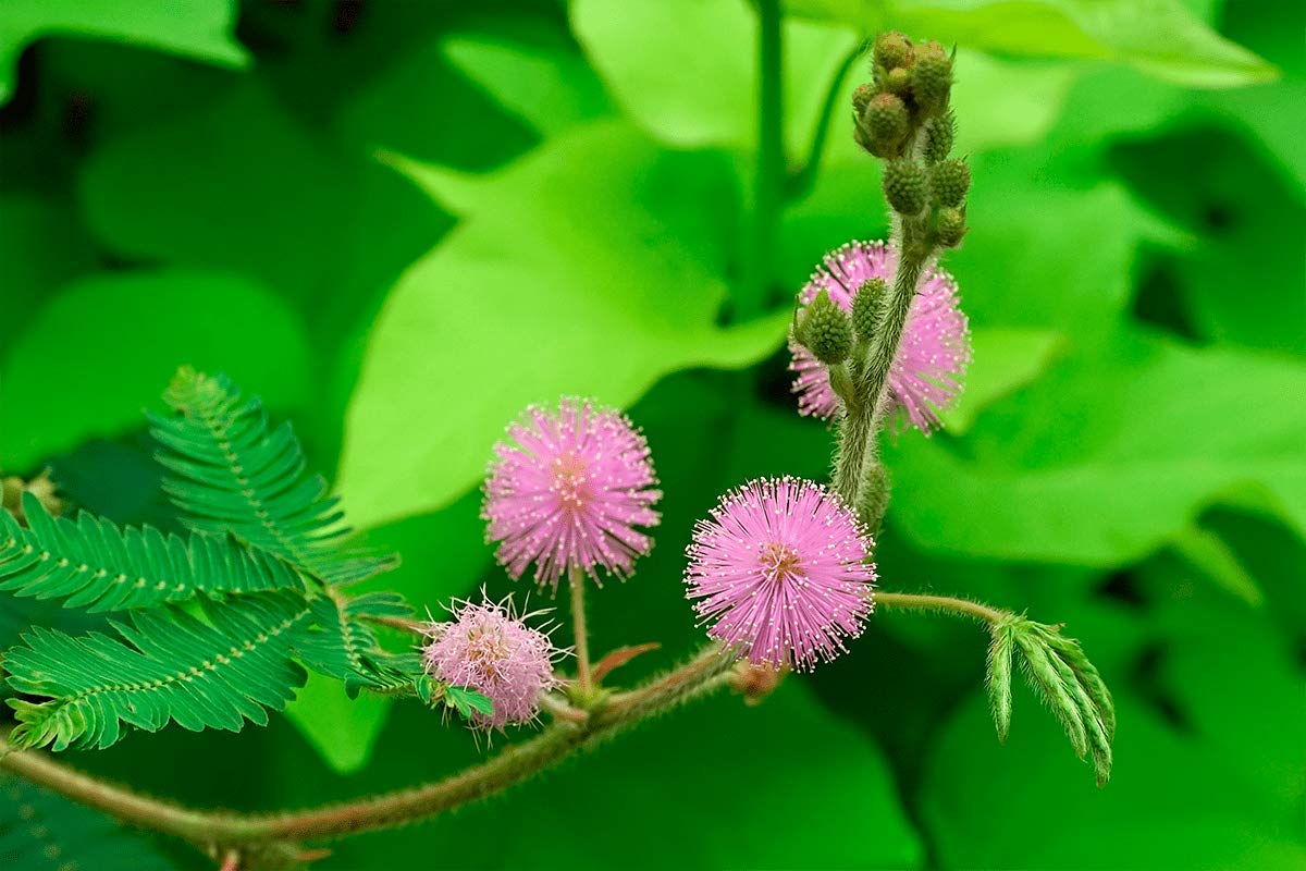 NIKA SEEDS - Flowers Sensitive Plant Pink (Mimosa) - 25 Seeds